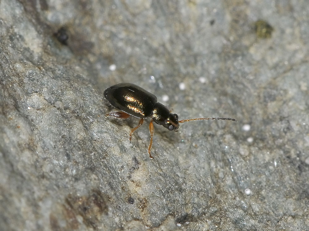 Aphthona venustula?(Chrysomelidae)